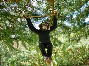 Hanging monkey