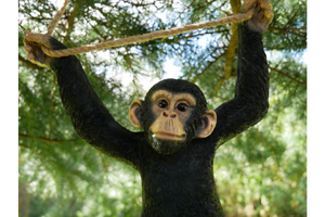 Hanging monkey