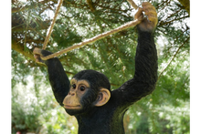 Hanging monkey